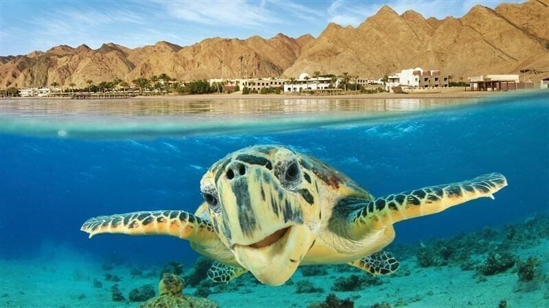 Фотографія Pickalbatros Roulette Hrg 4*